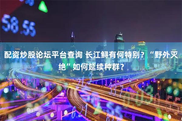 配资炒股论坛平台查询 长江鲟有何特别?“野外灭绝”如何延续种群?